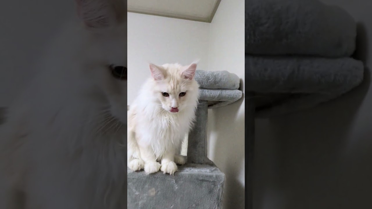 早朝のルカ君、レオ君！#cat  #メインクーン　#猫