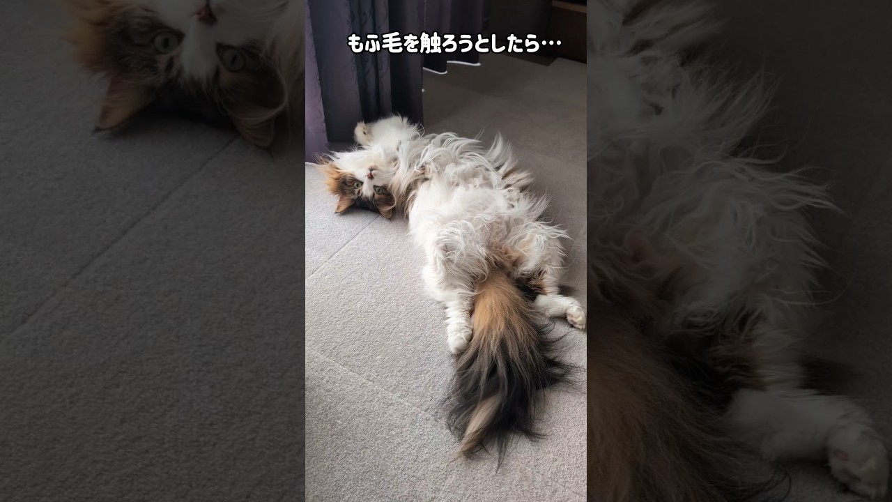 もふ毛を触ろうとしたら…#cat #siberian #shorts