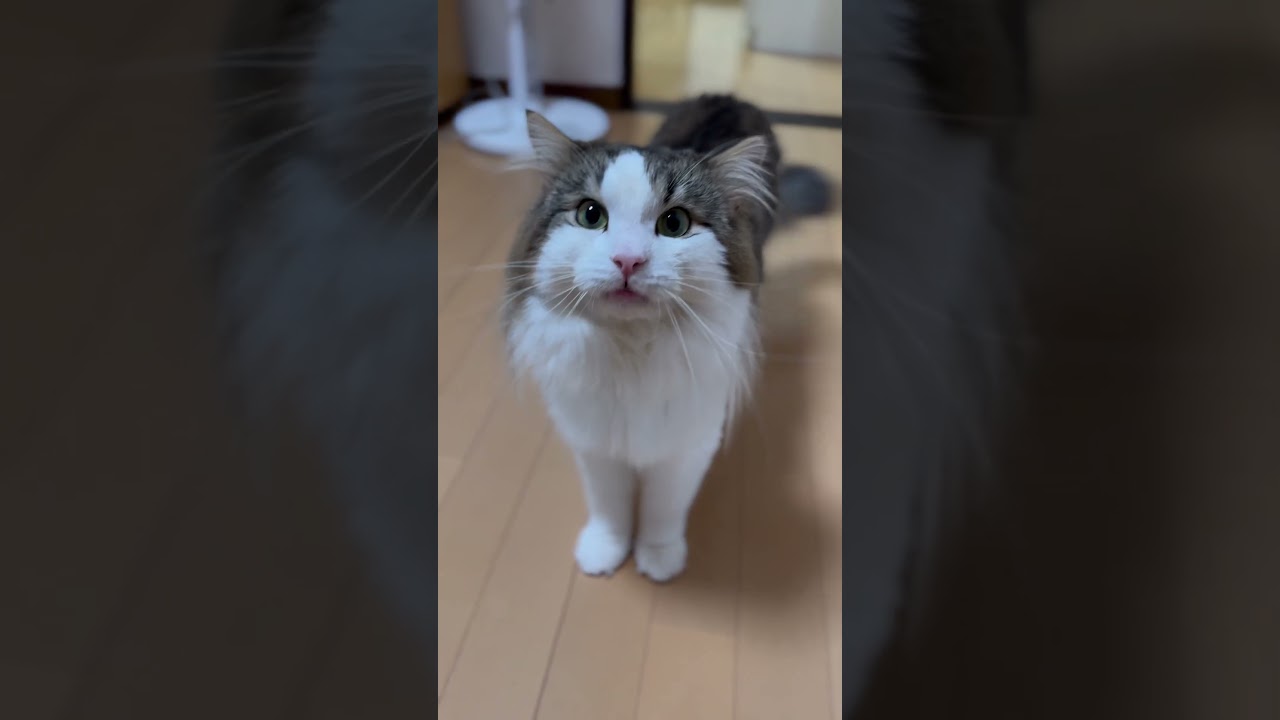 ごはんだけは日本語を喋れるねこ。 #shorts #cat #ねこ
