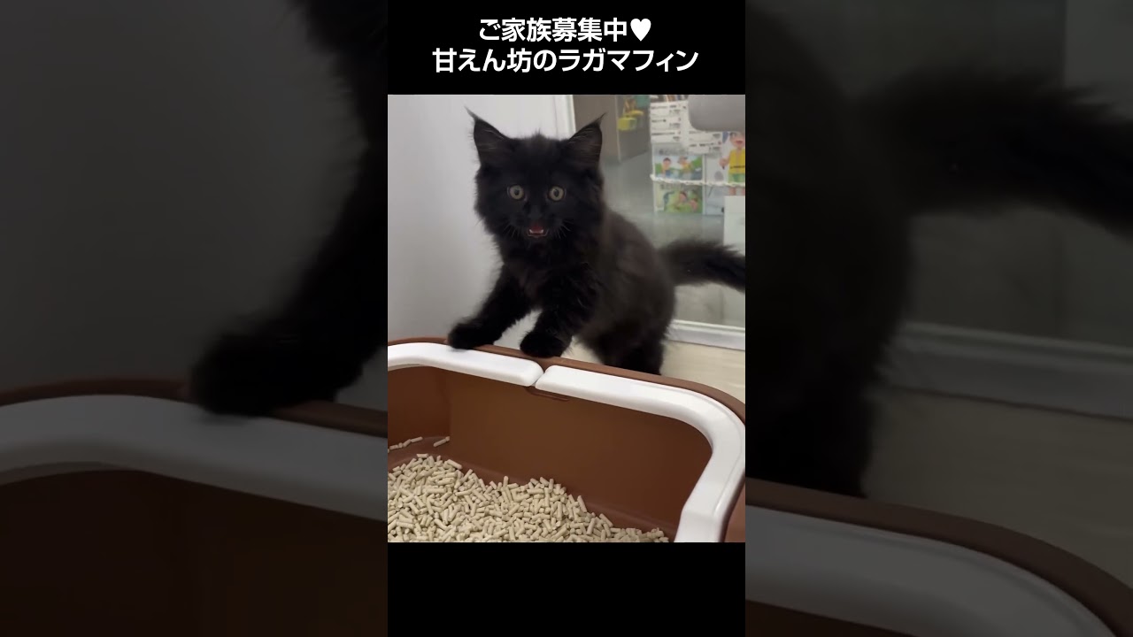 甘えん坊のラガマフィン😺【横浜ペットショップ ベルドック】#shorts #猫動画 #猫のいる暮らし #ラガマフィン
