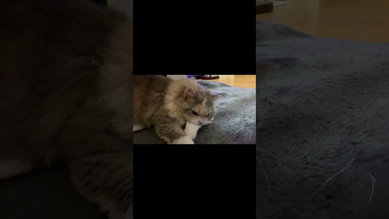 【猫】遊びも本気な猫【ぽんじり】 #cat #cats #ラパーマ #shortsclip #shorts #fatcat #funny #おもしろ #でぶねこ #猫のいる暮らし #ねこじゃらし
