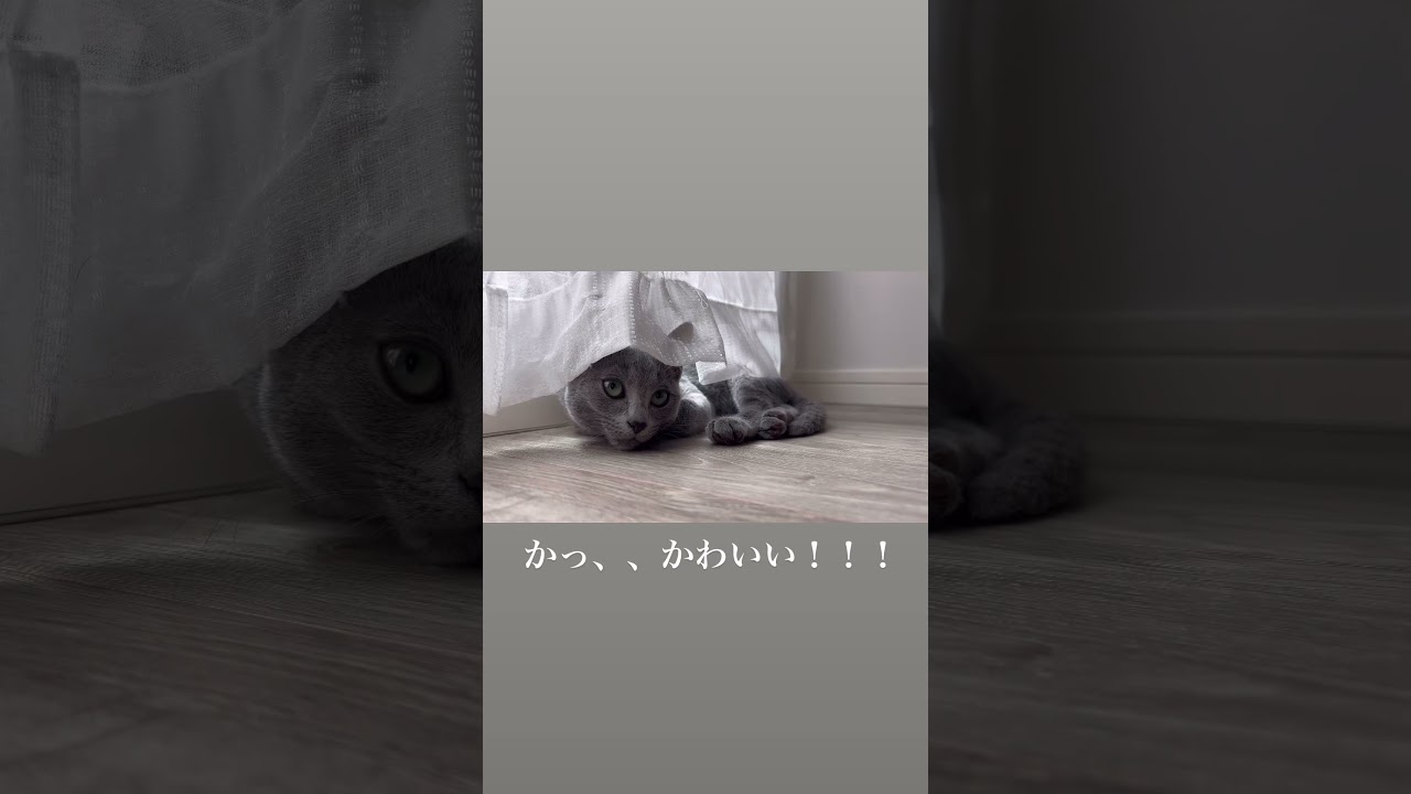 【生後3ヶ月】かっ、、、かわいい！！！！！#猫 #cat #ロシアンブルー #猫のいる暮らし