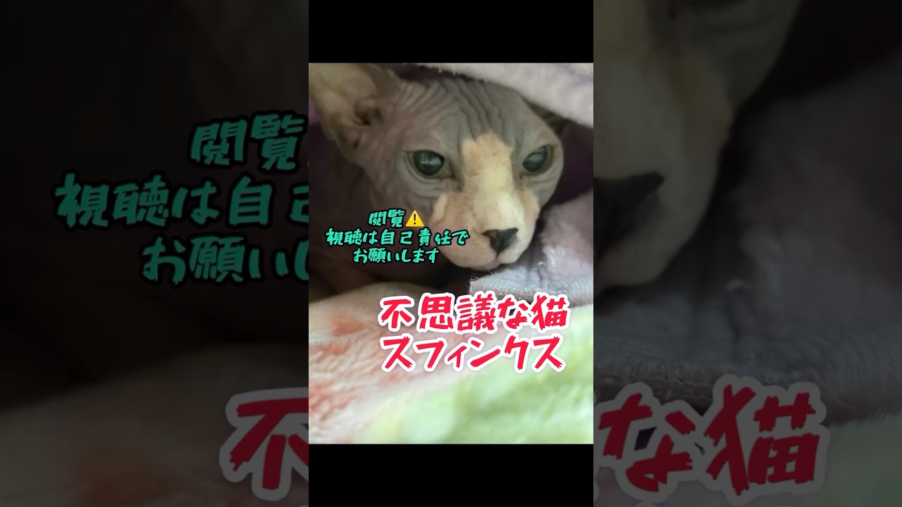 ㊙️スフィンクス猫の角栓について#shorts#cat #猫 #sphynx