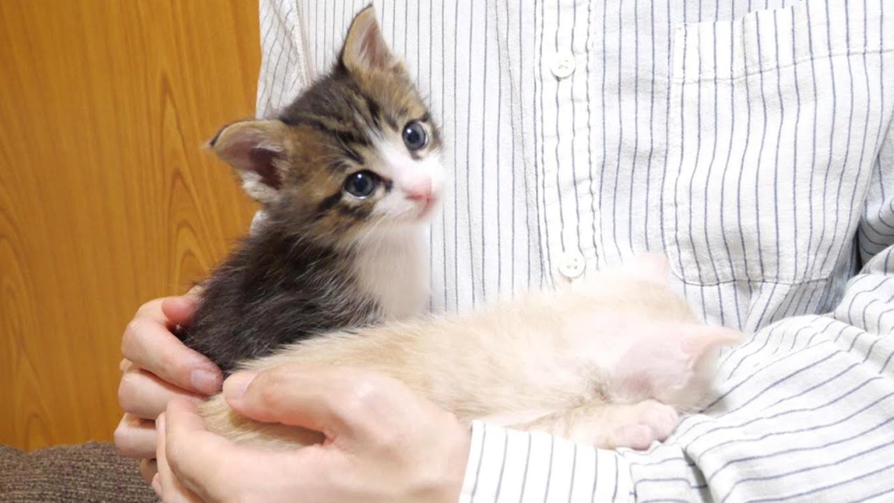 子猫達は抱っこが気持ちよくてだんだん眠くなってきちゃったようです【赤ちゃん猫　保護猫】