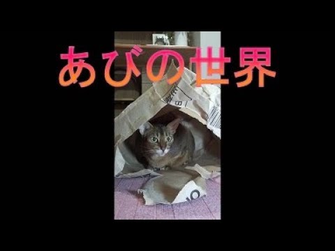 ネコ動画あび＃4201　あびの毎日　アビシニアン　あび