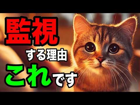 【監視】猫が飼い主をじーっと見る理由を獣医師が解説します