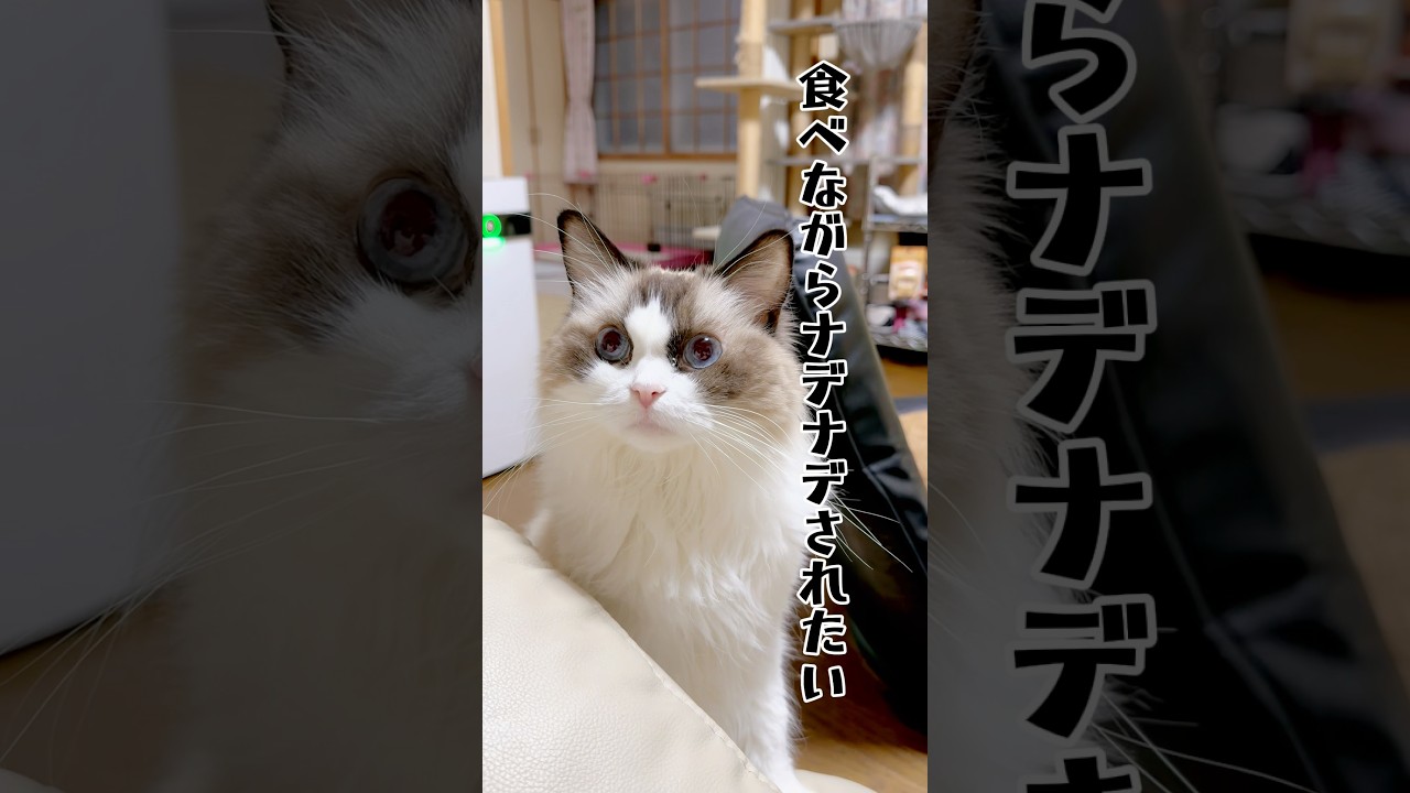 【油断したラグドール】#猫#猫のいる暮らし #ラグドール#shorts