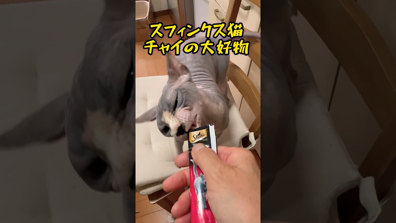 スフィンクス猫チャイの大好物についての事実#shorts#cat #猫#sphynx