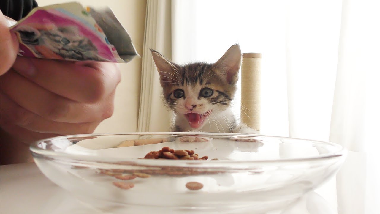 ごはんが待ちきれなくて子猫がこうなっちゃいました...笑