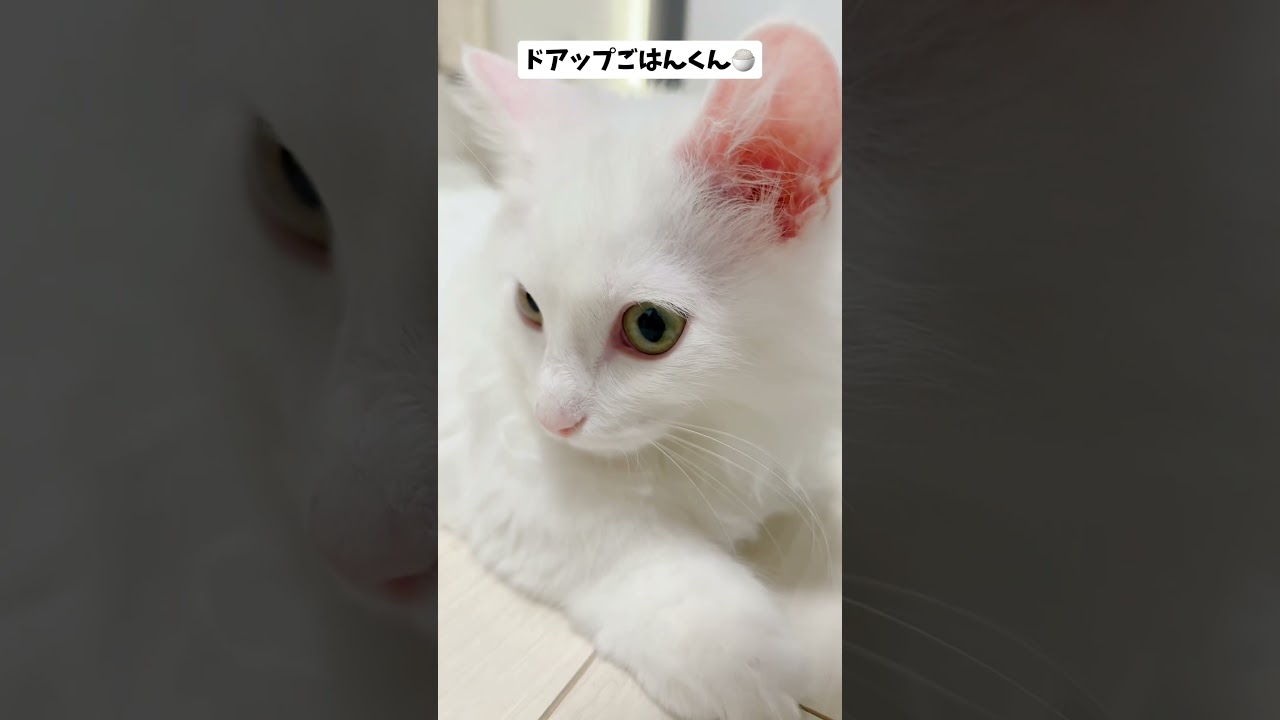 🔺短足マンチカンごはんくんの動画は上のリンクから🔺　#ねこ #猫 #子猫 #cat #cute #funny #fyp #shorts