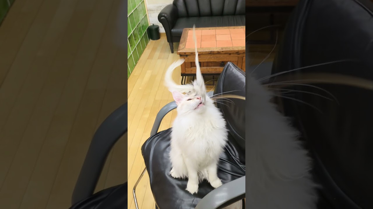 カット椅子で、猫ジャラダンス！#メインクーン #猫 #cat