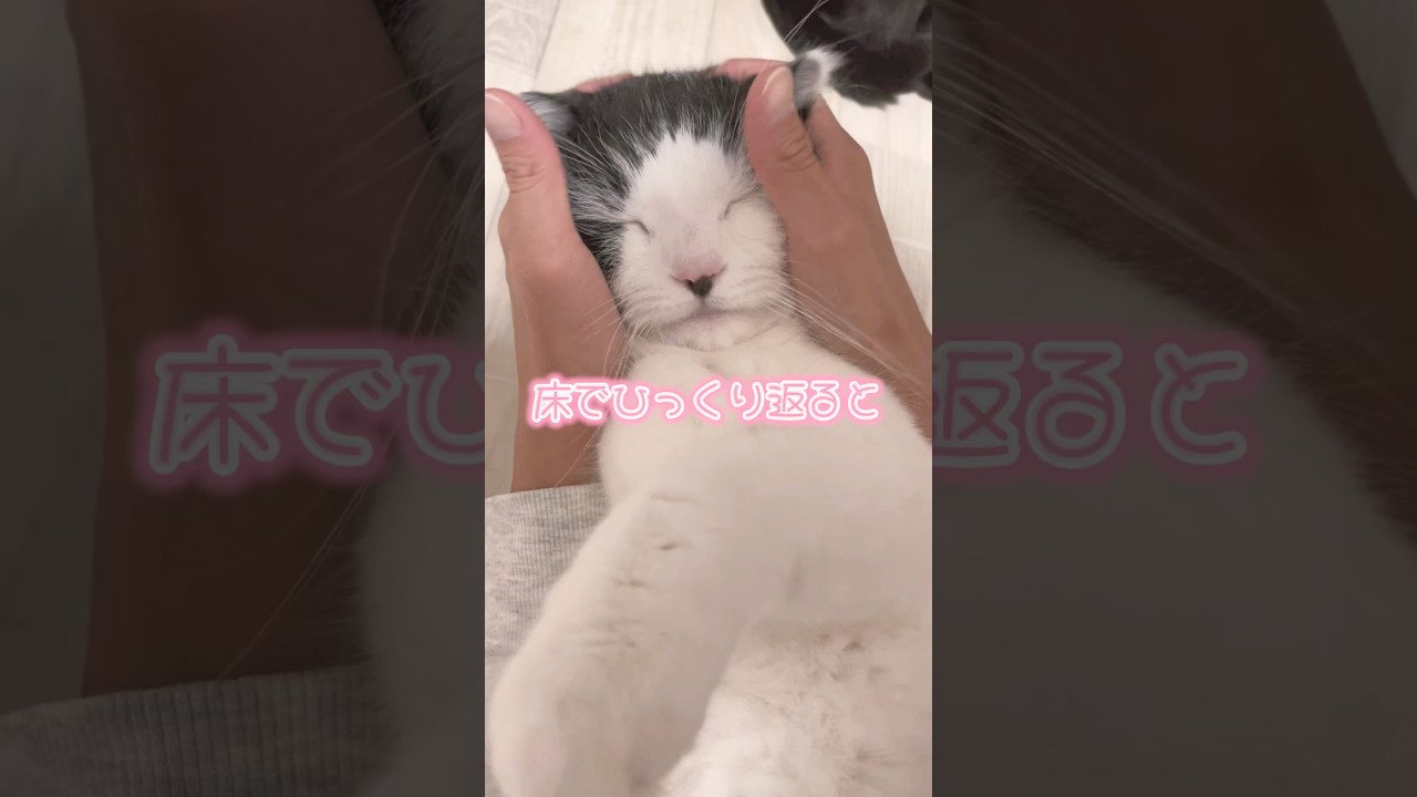 かわぴぃ〜🩷#shorts #猫動画 #スコティッシュフォールド #もふもふ #癒し #にゃんこ #おすすめ #おすすめにのりたい #高評価 #コメント大歓迎 #チャンネル登録お願いします
