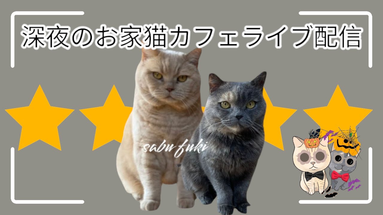 深夜のお家猫カフェライブ配信　２１１