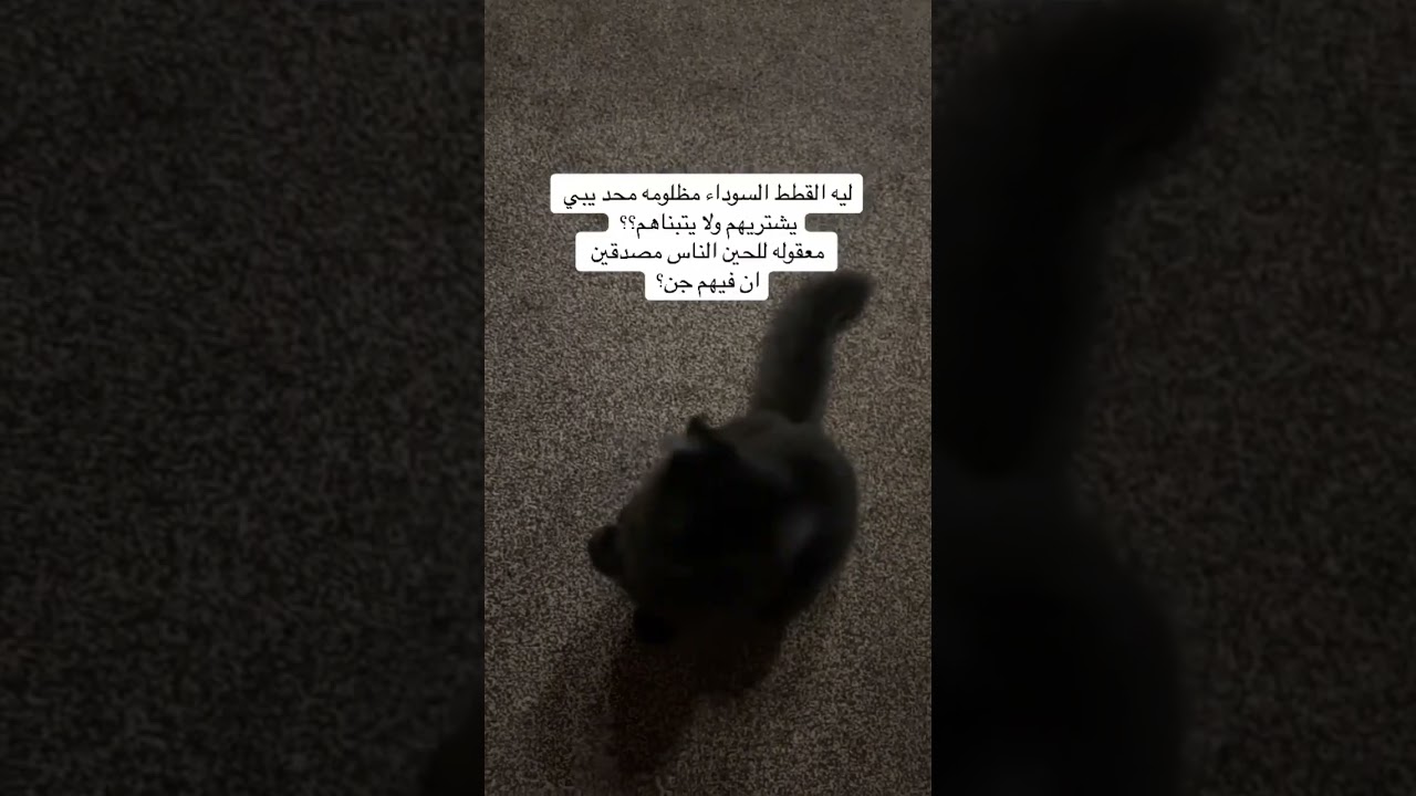 لية العنصرية حتى في الحيوانات😔💔#cat #اكسبلور_explore