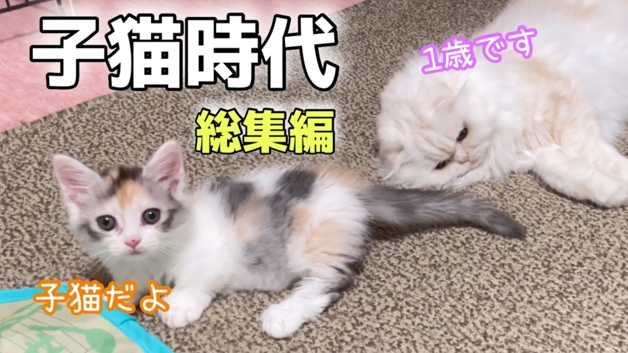 我が家にかわいい猫を家族として迎えました[総集編][チャンネル登録者10000人突破]