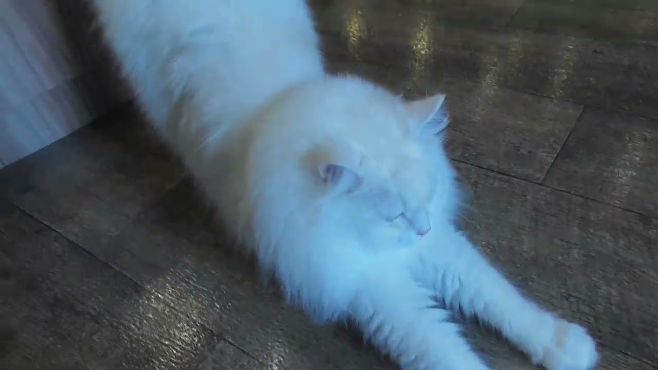 【伸び猫!】猫カフェMOCHA秋葉原店　伸びポーズをするラガマフィン猫