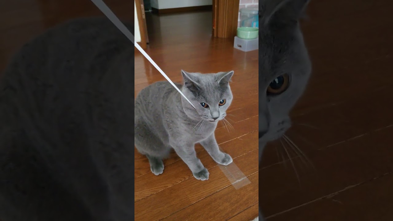 【猫動画】100均で買ったゴム紐が我が家の猫には好評 #shorts #猫 #ネコ #シャルトリュー  #cat  #ねこ