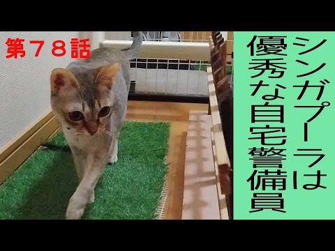 【飼いやすい猫】シンガプーラは優秀な自宅警備員です
