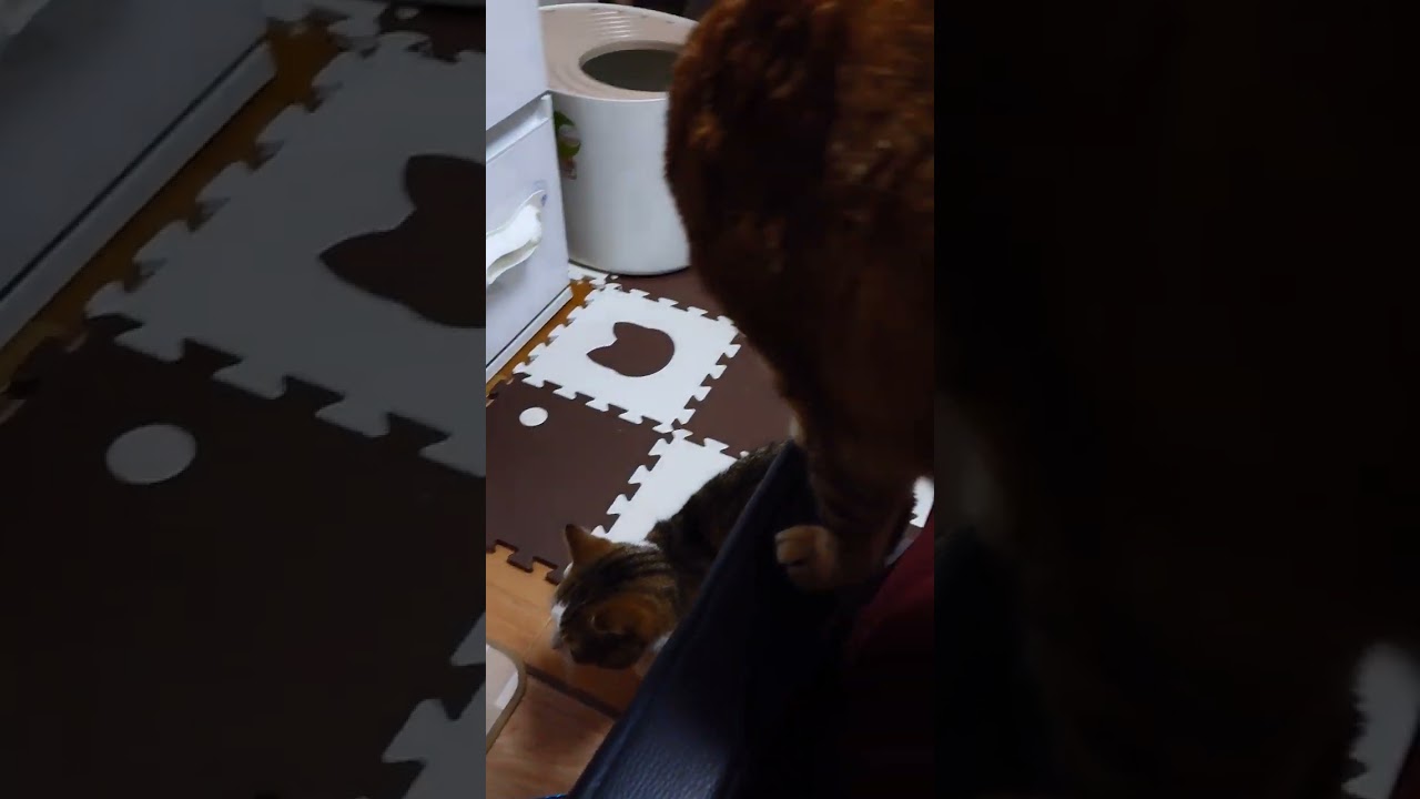 【猫】4姉弟☆ 2024/02/18【ベンガル・アメリカンカール・マンチカン・エキゾチックショートヘアー】#shorts