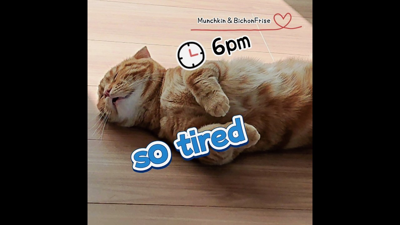 【マンチカン】1日中退屈な短足猫【犬と猫、両方飼ってると毎日かわいい♥】