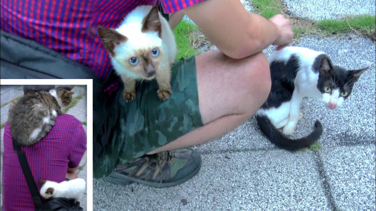 サバシロ猫と白黒猫とシャム子猫に包まれて３匹猫まみれになった時