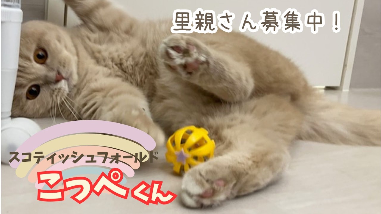 【里親さん募集中】スコティッシュフォールドのこっぺくん（1歳）