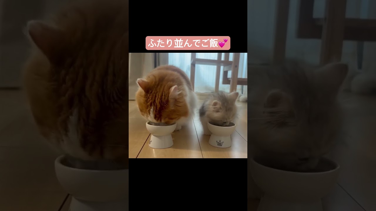 ふたり並んでご飯。癒される〜#マンチカン長毛 #なんちゃん #ミヌエット子猫 #ぬんちゃん