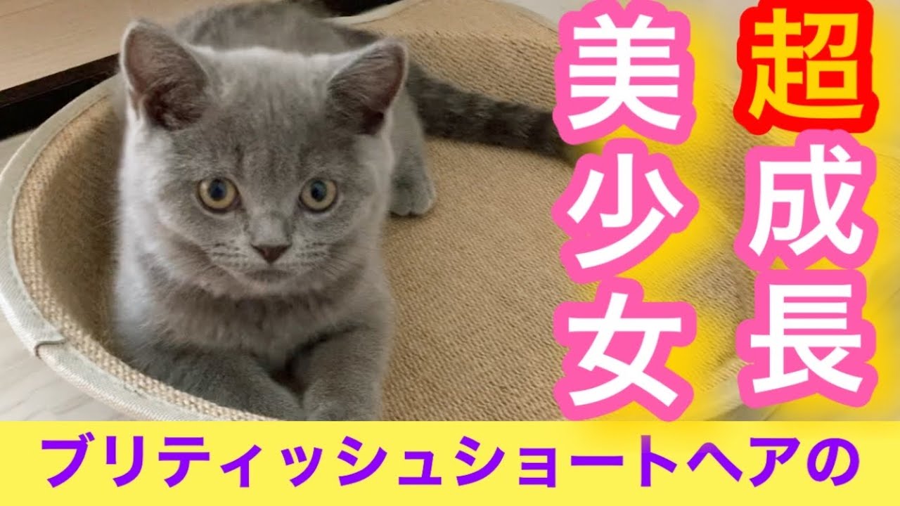 【ブリショ】たった一年でこんなにも成長しました【ブリティッシュブルー】