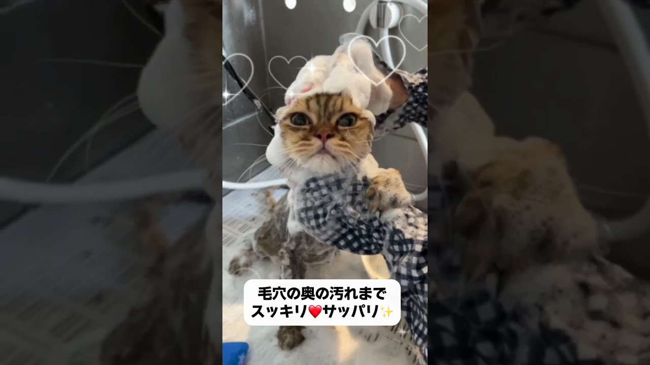 ペルシャ　金時豆ちゃん🐱トリミングコースご利用🐾#猫 #cat
