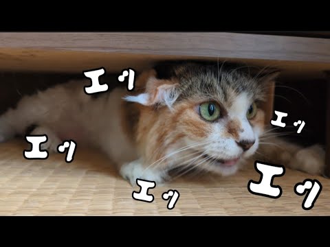返事が独特な猫様