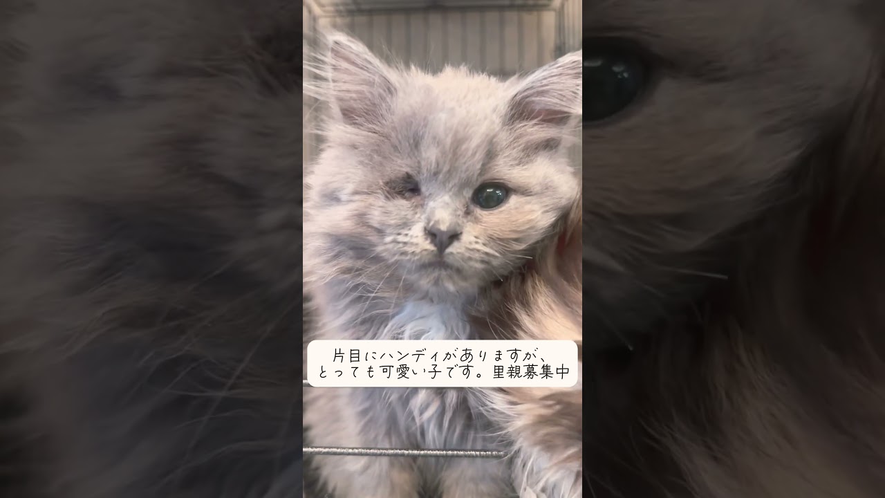 #ラガマフィン　子猫 🐈　片目にハンディがありますが、とっても可愛い😻😍💕子です。里親募集中　#里親募集中子猫アゴはネコ