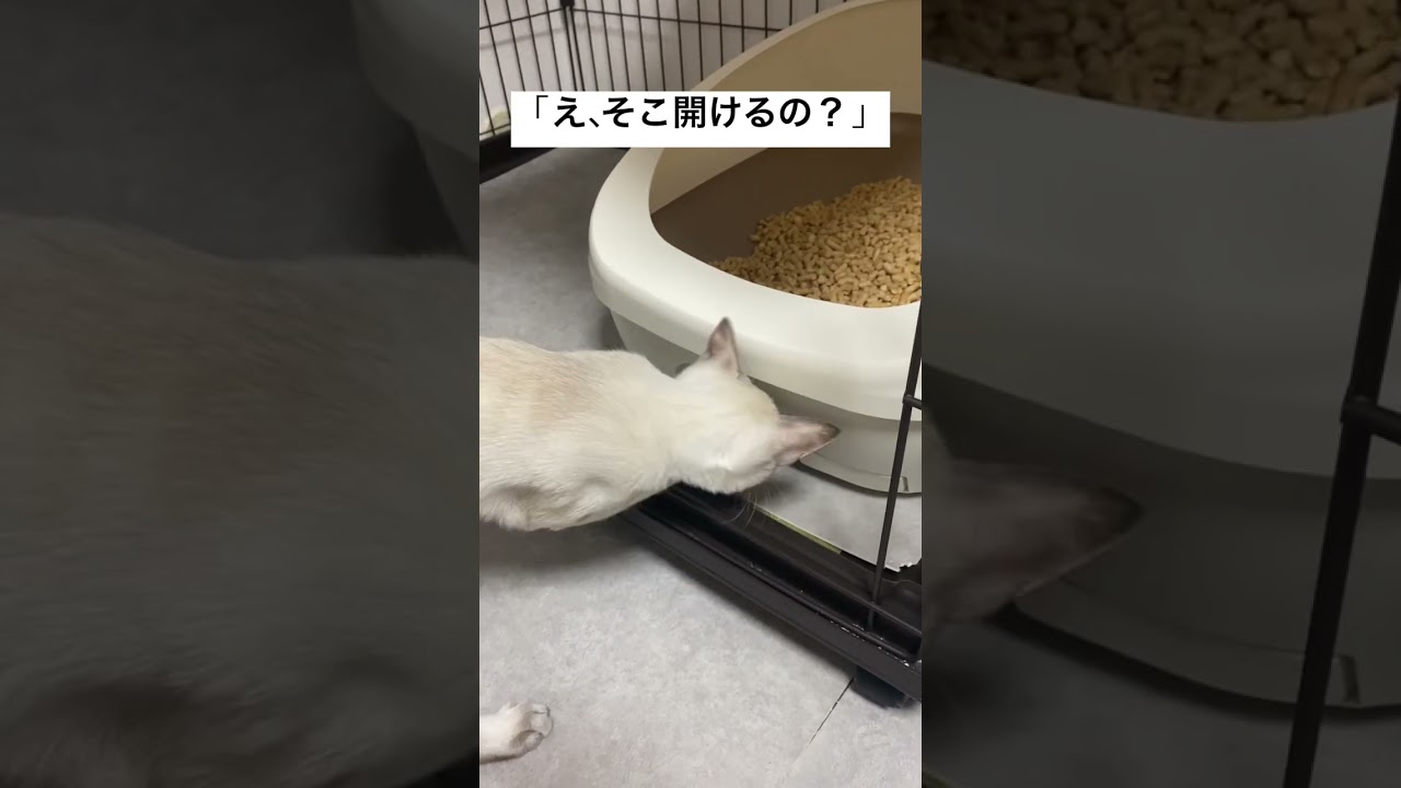 トイレ開けをマスターしたねこ？　#元保護猫　#シャムトラ　#シャムミックス　#cat #猫耳 #kitten #シャムmix  #子猫 #猫耳  #デオトイレ