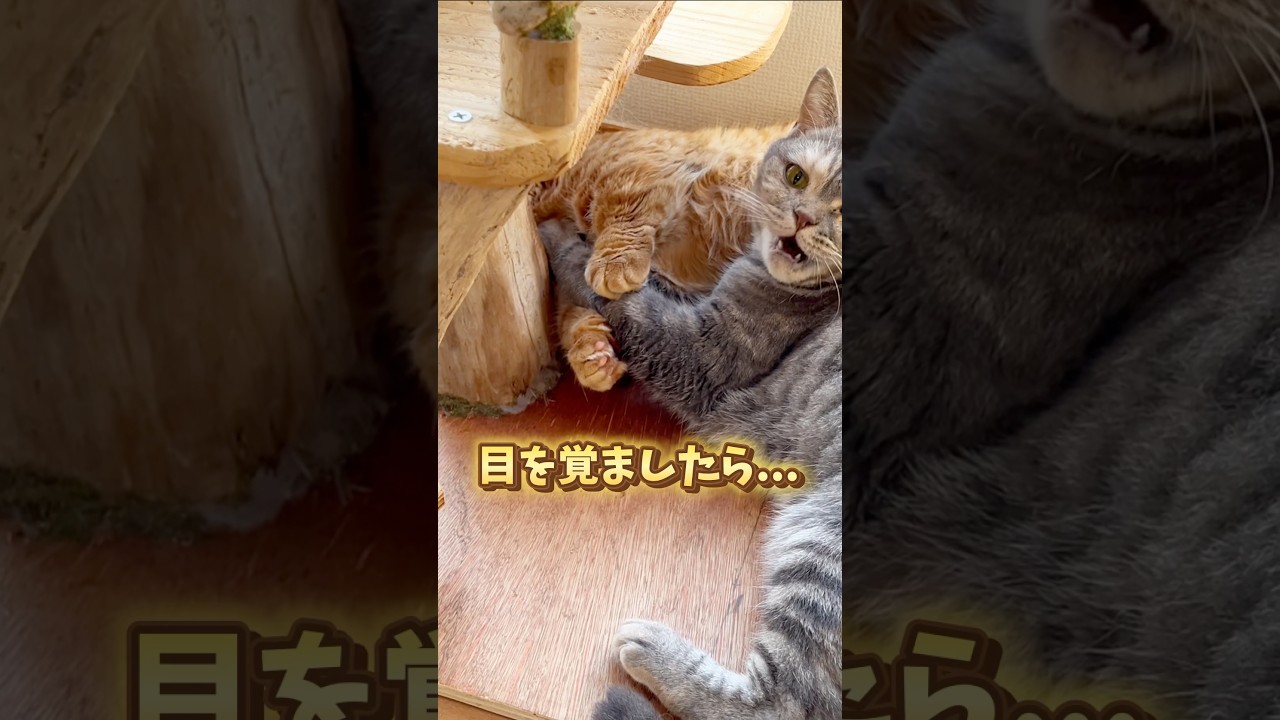 目を覚ましたら妹に... #猫 #マンチカン #shorts