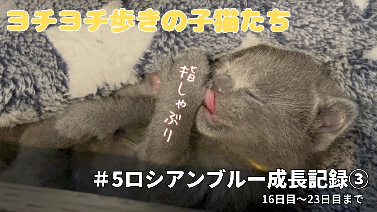 [ロシアンブルー子猫]　＃05生後半月の様子です