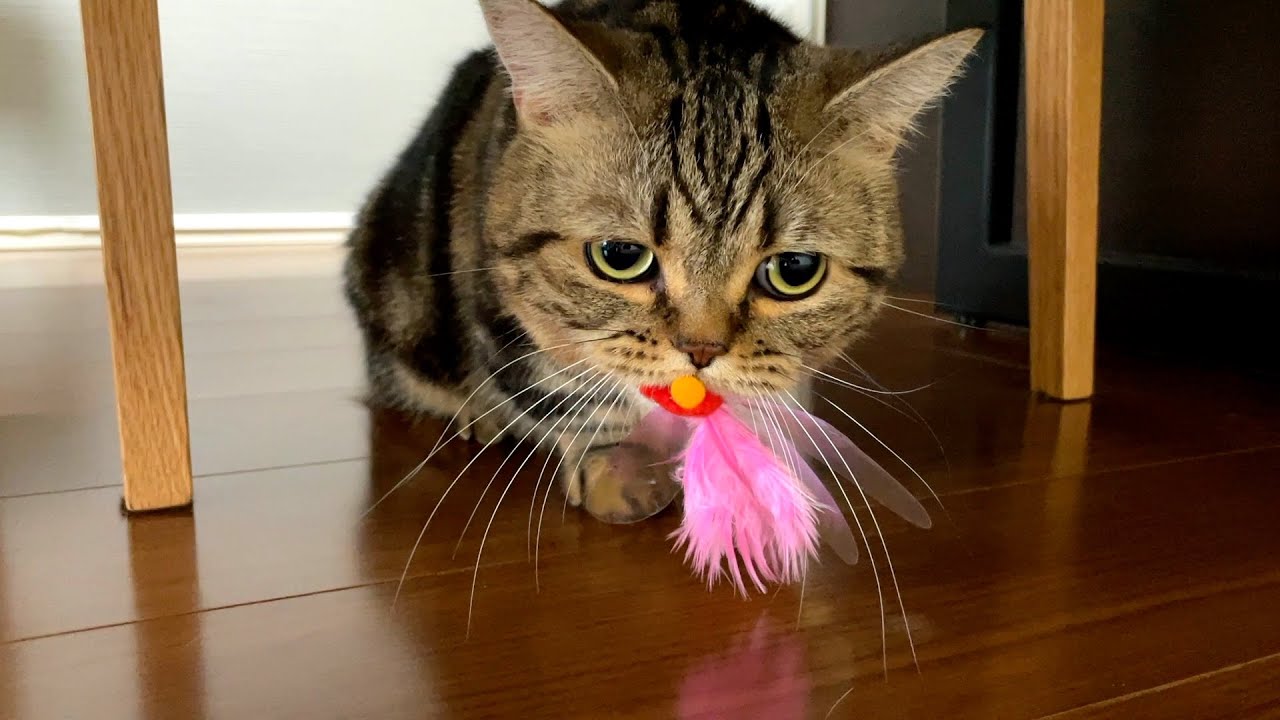 買ったばかりのおもちゃを秒で壊す猫が可愛すぎた…泣