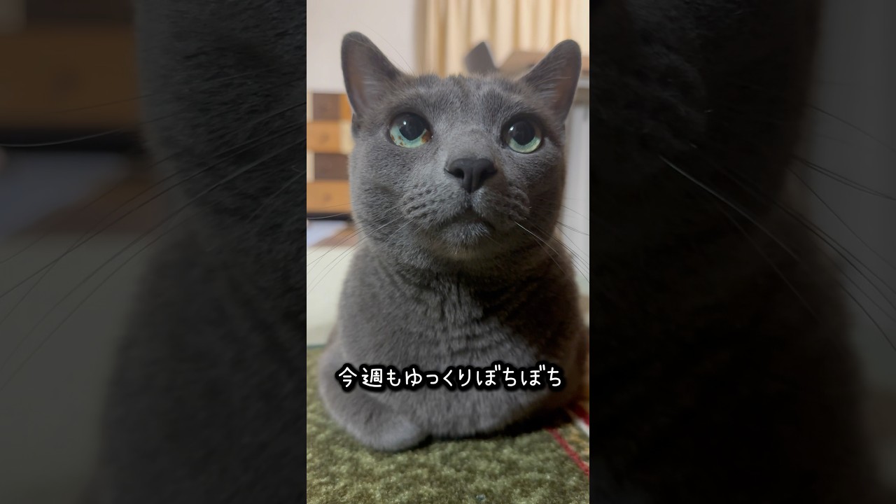 【ロシアンブルー】めろん〜夜寝る前...香箱座りでまったり😊【猫】#shorts