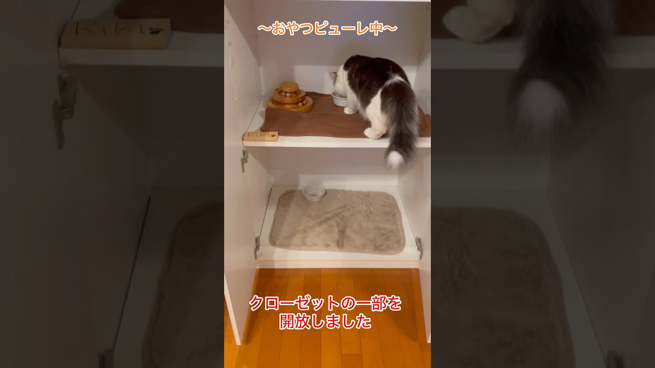 【観察記録】再会3日目#親子猫#ノルウェージャンフォレストキャット#猫のいる暮らし #母猫