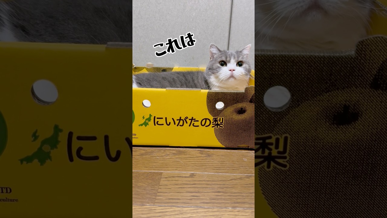 【梨じゃねーよ猫だよ】#猫#猫のいる暮らし #スコティッシュフォールド #shorts