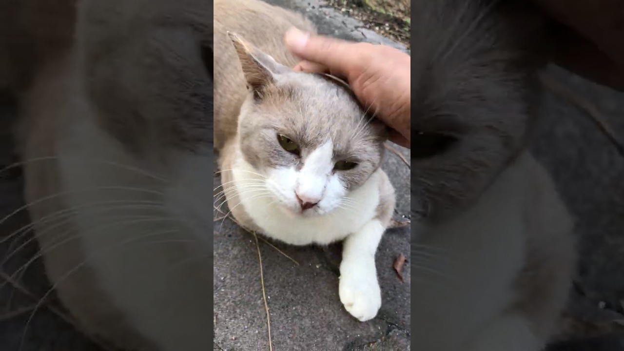 甲高い声で挨拶してくれたお洒落カラーの猫ちゃん可愛い #Shorts #現場猫