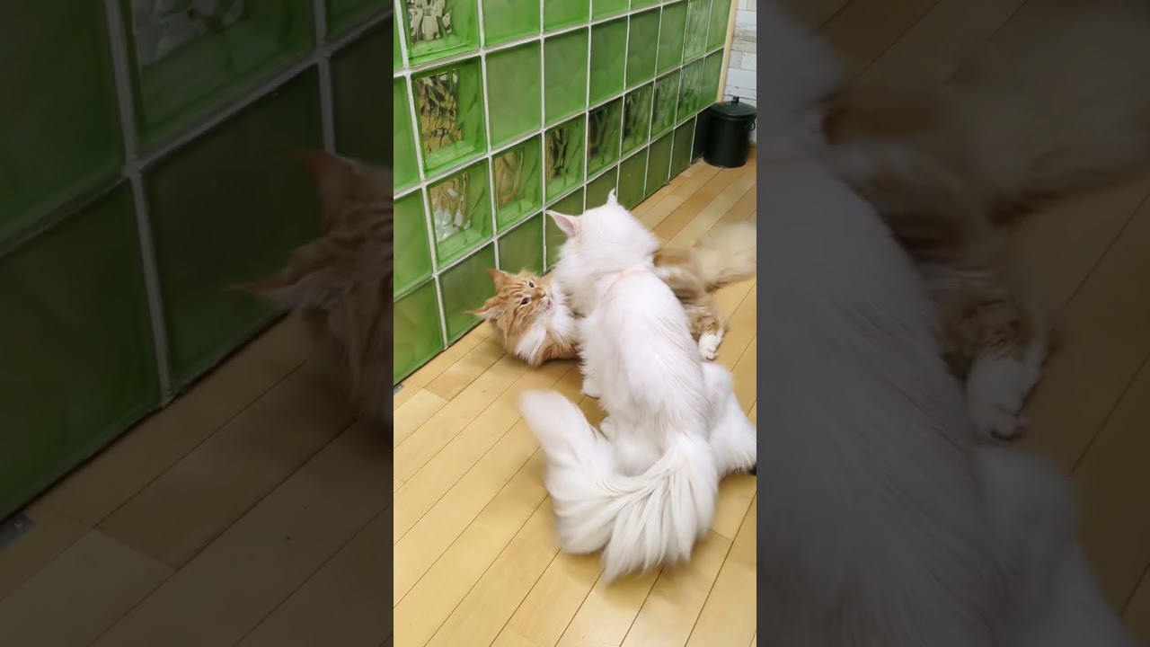 ルカ君、レオ君、ニャンプロはじまりました!　#cat  #メインクーン  #猫