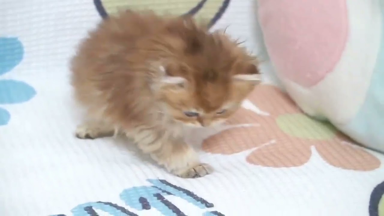 ブリティッシュショートヘア 両親外産 ぬいぐるみ💕まん丸顔 爆毛　ゴールデン（ロングヘアー）