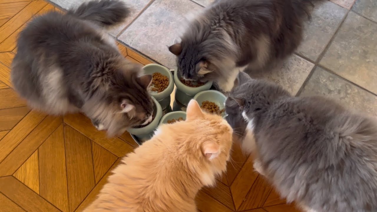 【全力ごはん‼︎】食べるの大好きなもふ猫たちのごはんタイムがこちらwwwノルウェージャンフォレストキャットとターキッシュアンゴラ♡