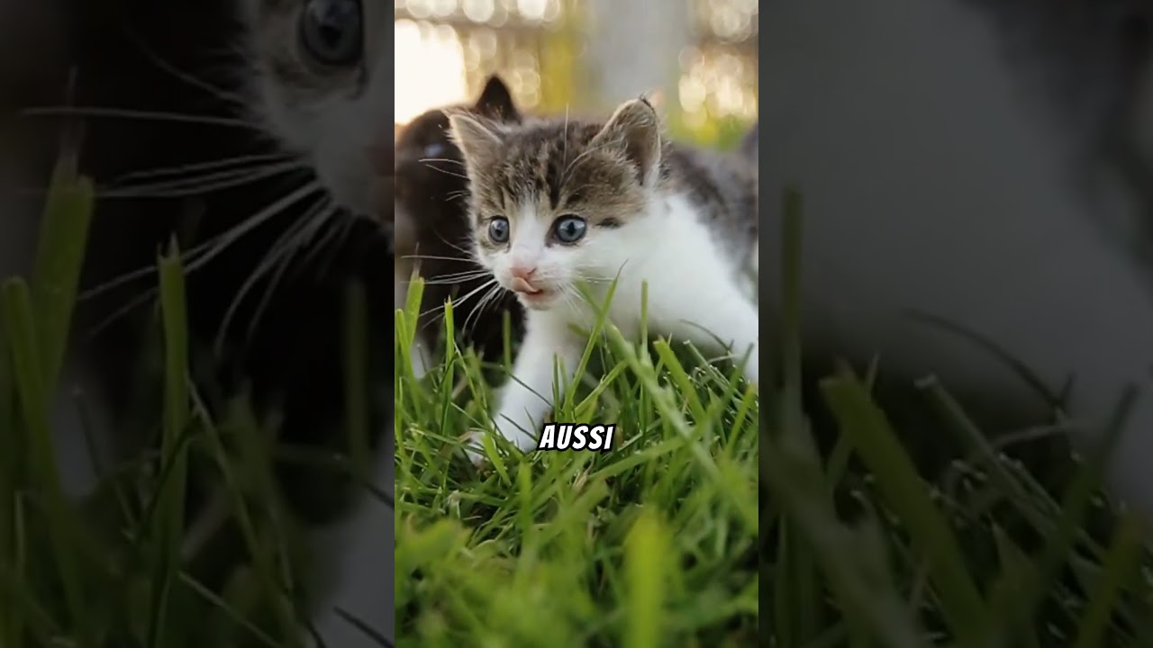 Maman chat vous révèle ses secrets d'éducation !