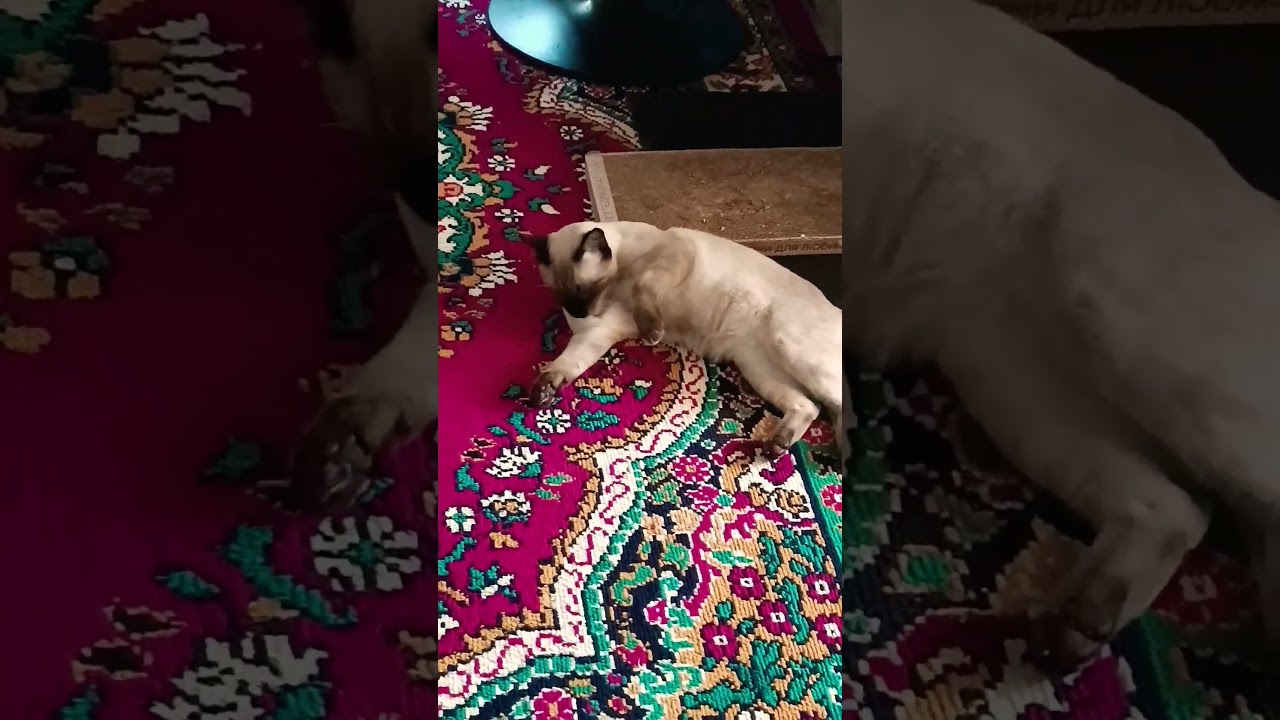 Утренняя процедура у кота 😀