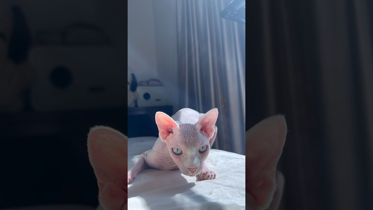 青い目をした毛のない猫が神秘的【スフィンクス猫】