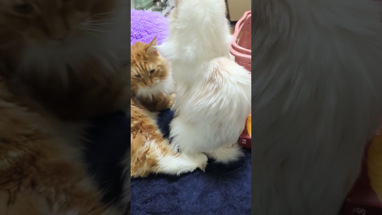 寝る前の、ニャンプロ！＃猫 #メインクーン #cat