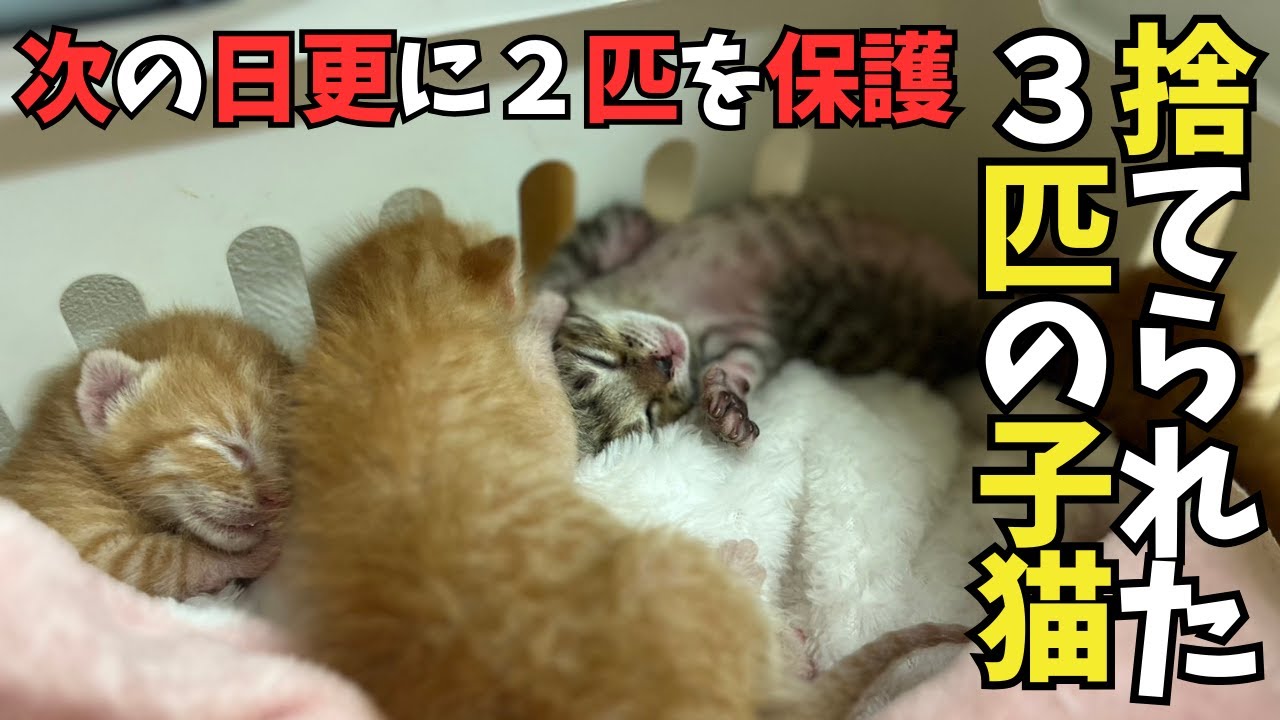 ②捨てられた３匹の子猫、１匹はお空へ【次の日更に２匹を保護】