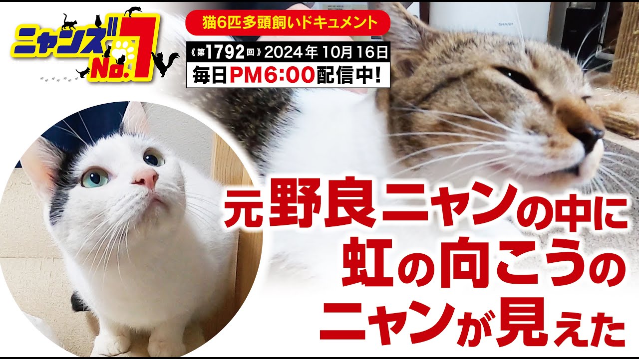 《第1792回》元野良ニャンの中に虹の向こうのニャンが見えた