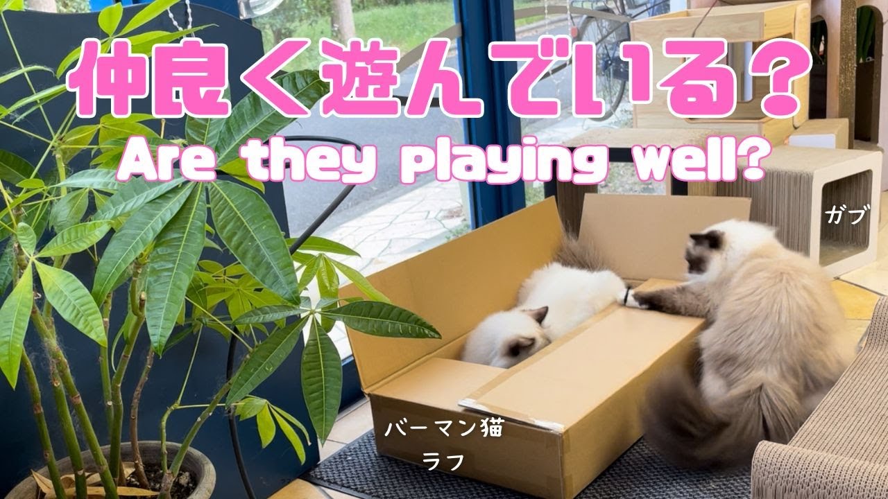 バーマン猫ガブとラフ【仲良く遊んでいる？】Are they playing well?（バーマン猫）Birman/Cat