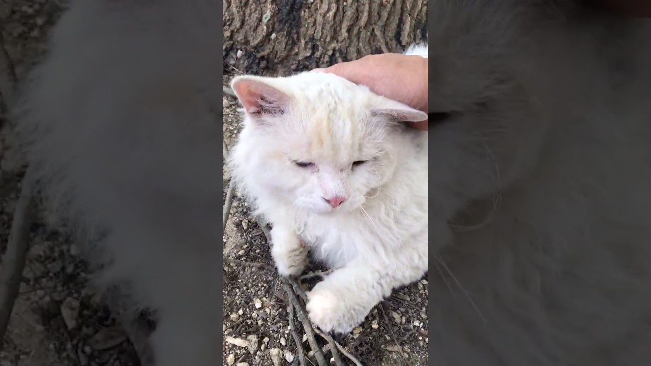 ふわふわ巻き毛猫セルカークレックスちゃん人懐っこい笑顔かわいい #Shorts